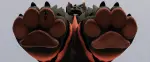 pawsquishtest.webp